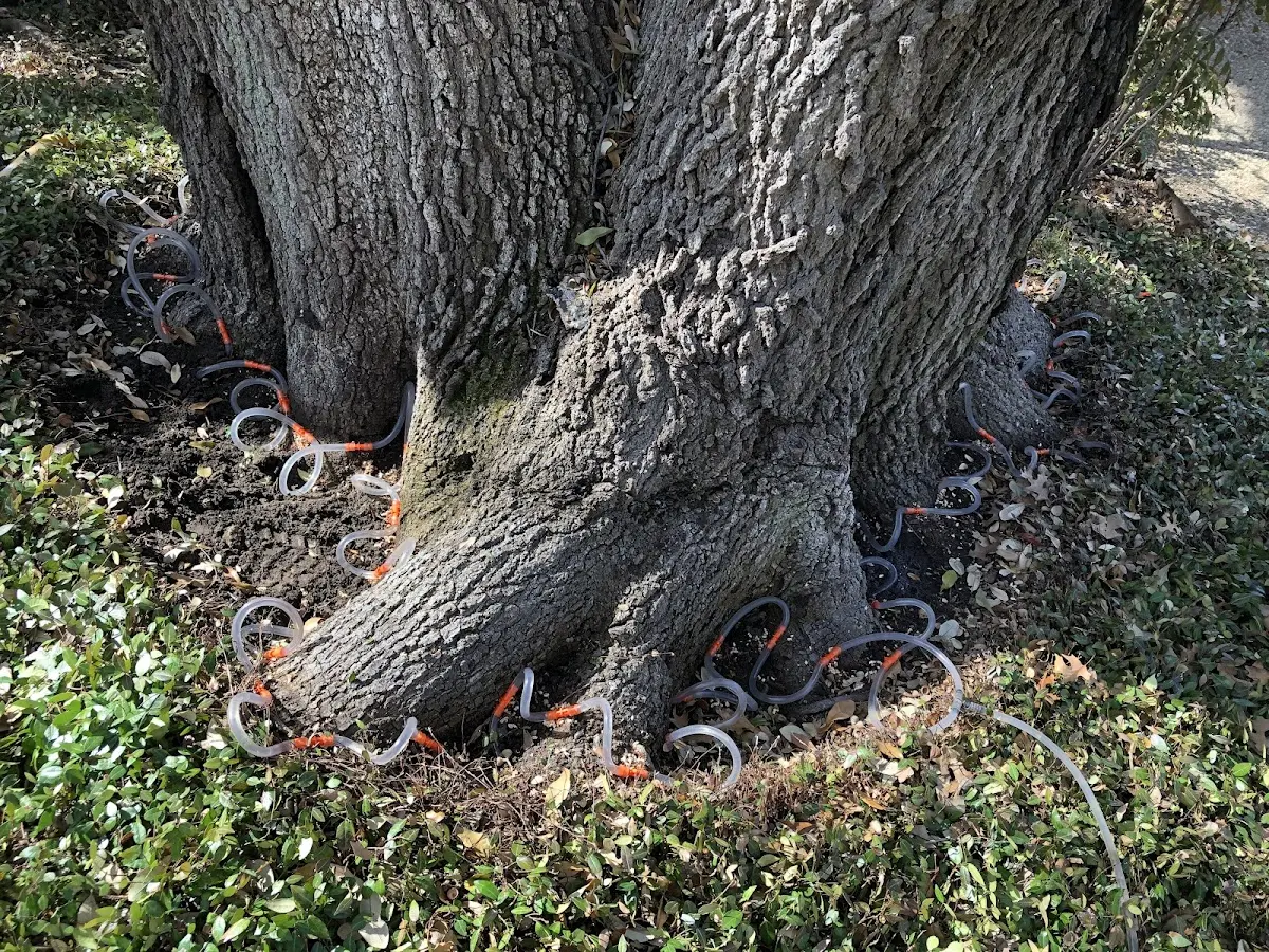 Detailed Tree Cabling and Bracing job site in Cape May Point